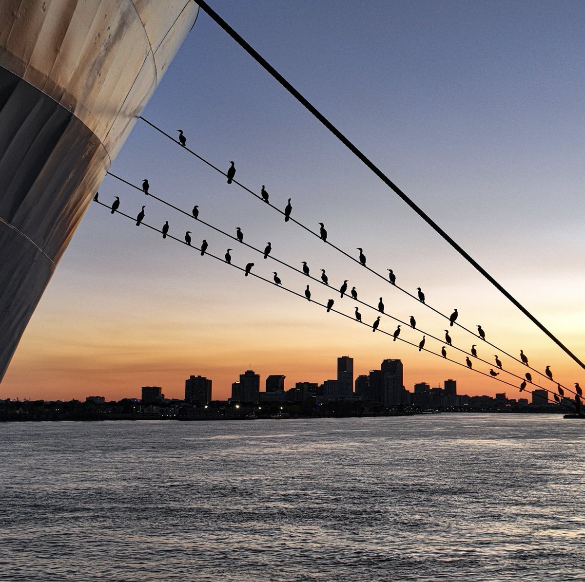 Cormorants on mooring lines, Bywater, New Orleans