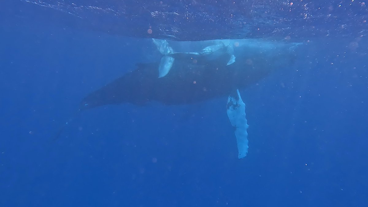 Amazing week snorkeling with humpbacks on the Silver Banks of the DR!! It was exhausting days on boats out looking for them but so amazing!! @HSHS_Leonard @JoAnaMJSmith @HSHS_AP_Parvaiz @HSHS_AsPBland @HSHS_Principal