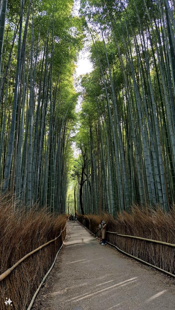 Il buongiorno oggi così Da una foresta di bambù