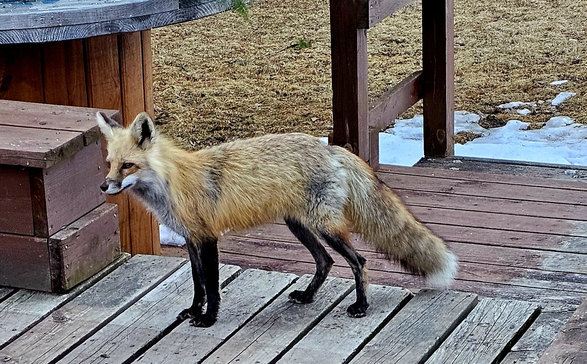 petertoddsen72's tweet photo. Our fox friend stopped in for some chicken π Twice a day...she must have a den of kits nearby. #MNWildLife https://t.co/Z437PSm1P0