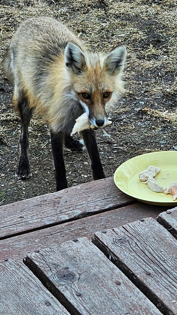 petertoddsen72's tweet photo. Our fox friend stopped in for some chicken π Twice a day...she must have a den of kits nearby. #MNWildLife https://t.co/Z437PSm1P0