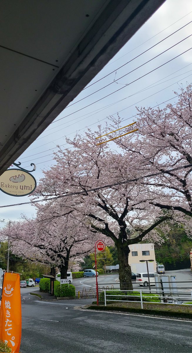 BakeryUmi's tweet photo. 川奈駅前の桜が満開です🌸 https://t.co/VCmDK3tyAB