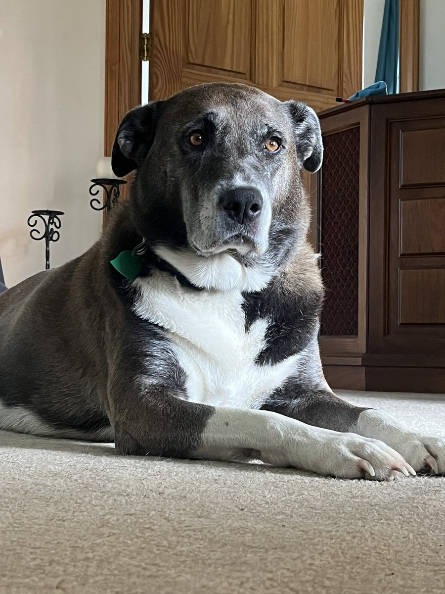 robot6527's tweet photo. I love you Misha, you were a good girl. Rest easy now honey. ❤️ https://t.co/ML0anq7kvZ