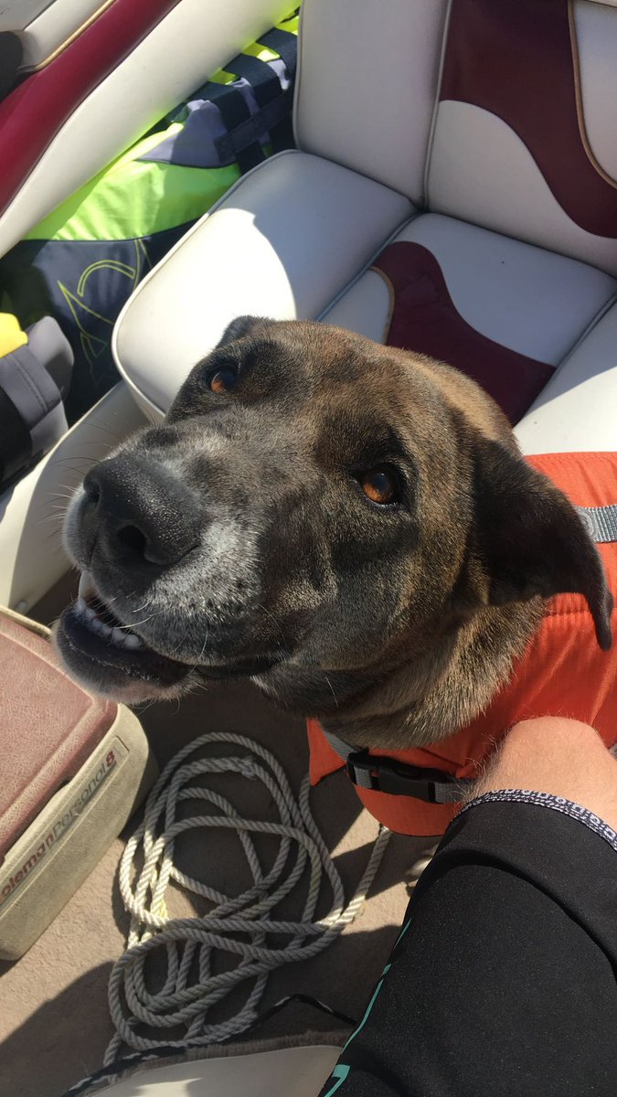 robot6527's tweet photo. I love you Misha, you were a good girl. Rest easy now honey. ❤️ https://t.co/ML0anq7kvZ