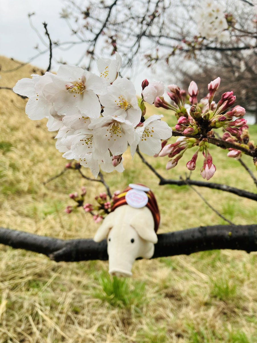 nyoropichi's tweet photo. 枝でひと休み🐖🌸
#バムセ #ロッタちゃん #ぬい撮り #bamse #bamsen #gris #grisen #lotta #2024桜 #2024年4月 https://t.co/vEWubIfFHq