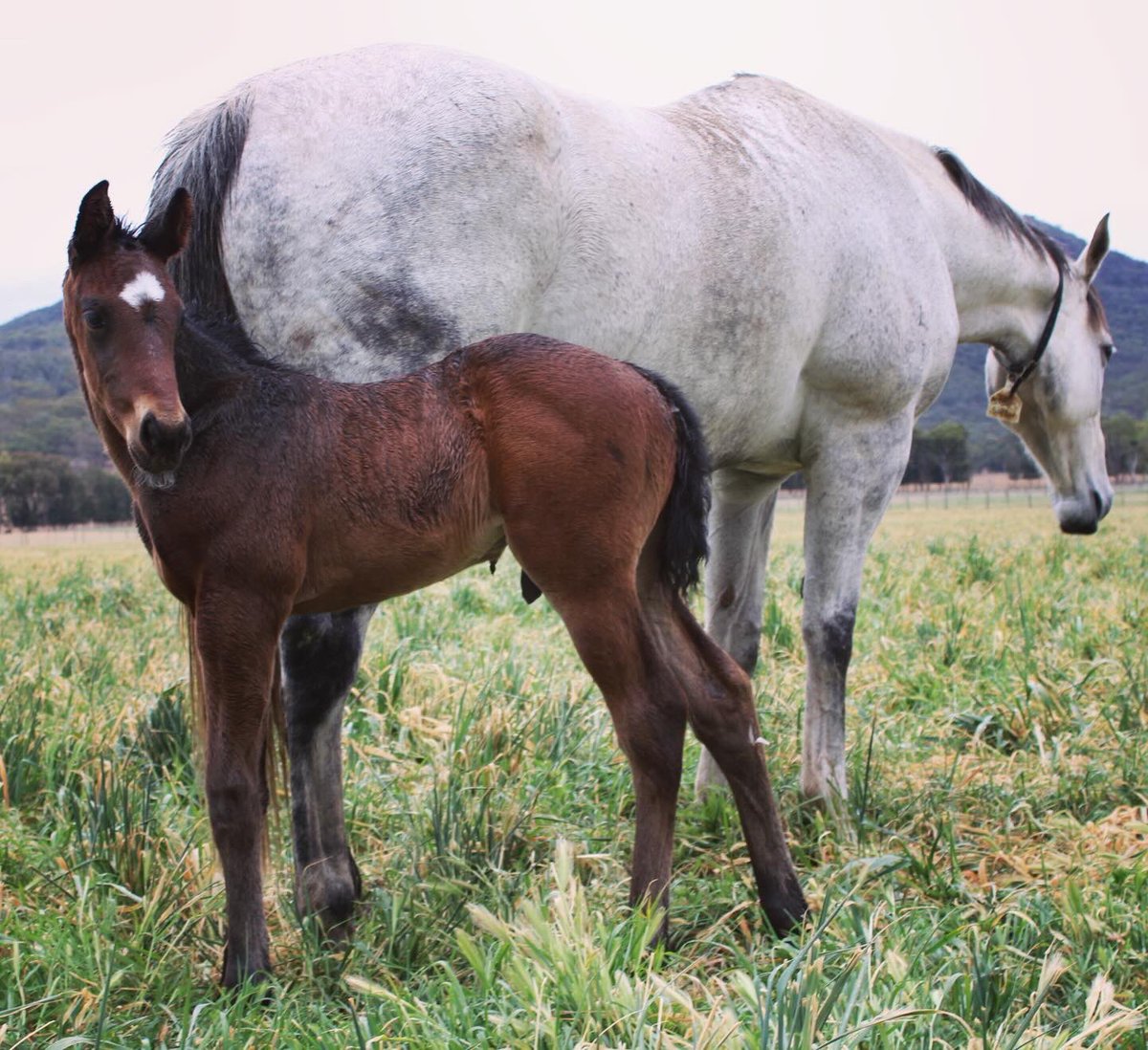 Lauren B tweet media