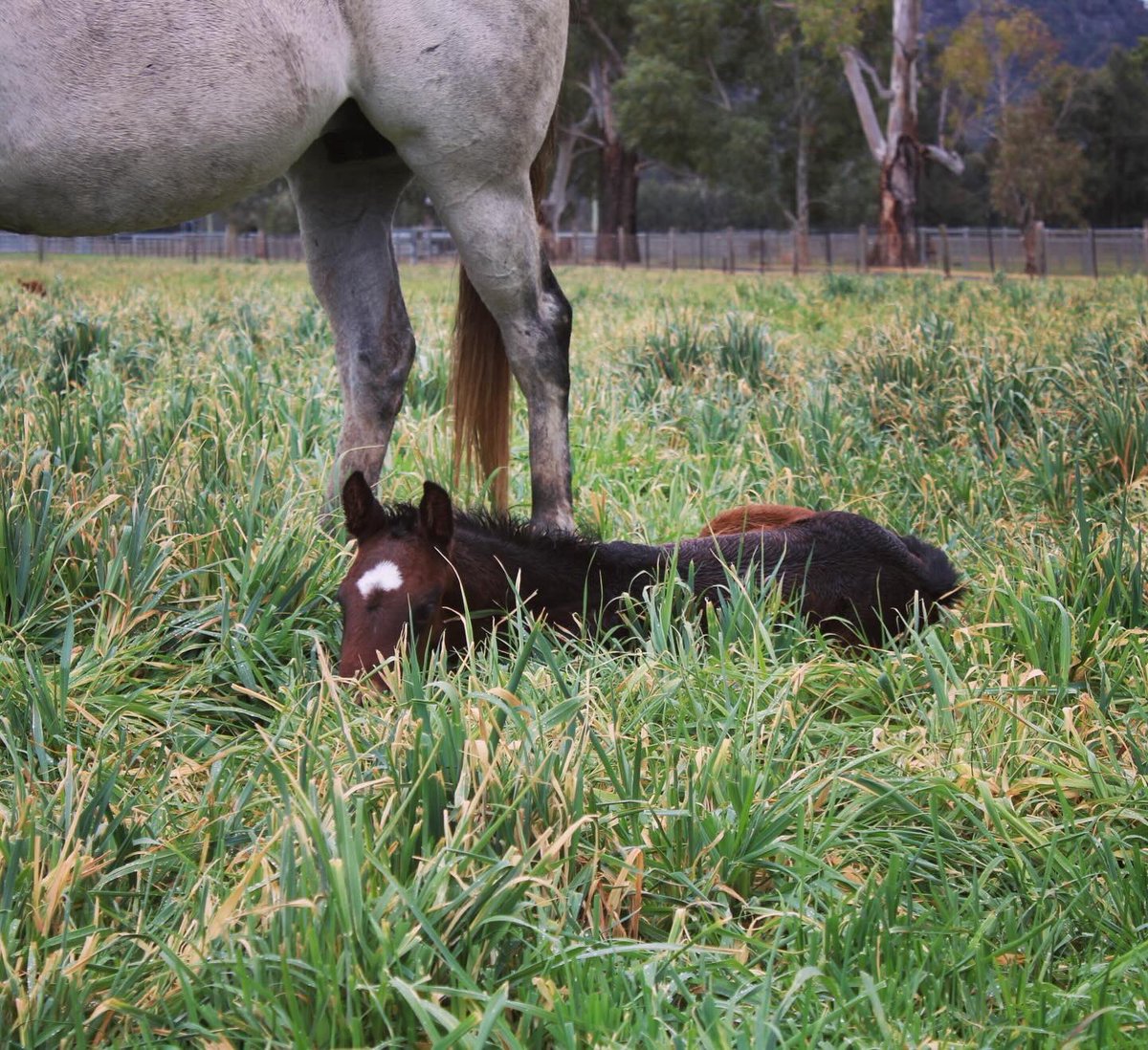 Lauren B tweet media