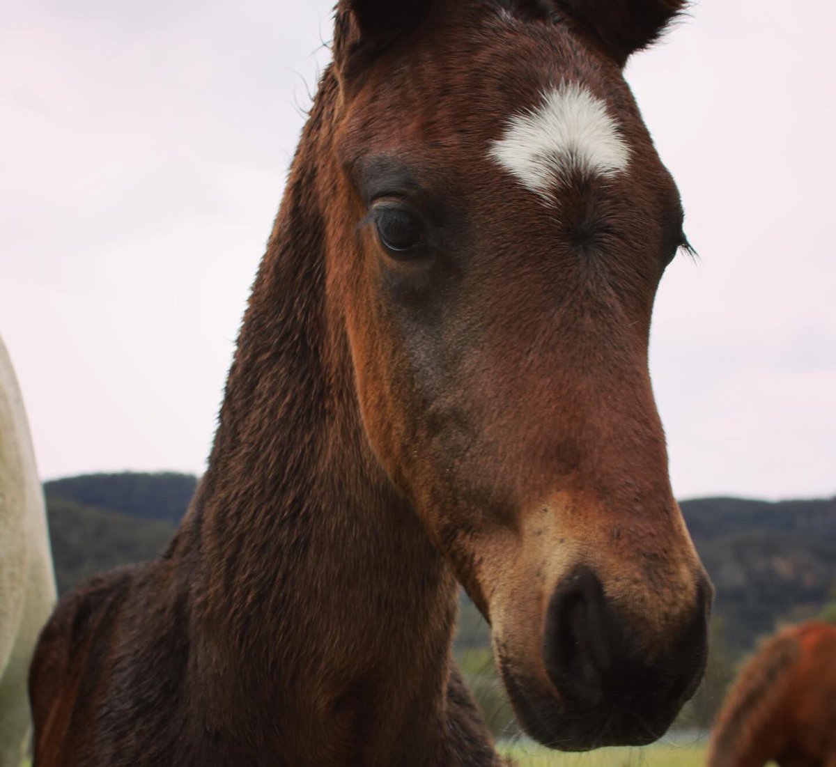 Lauren B tweet media