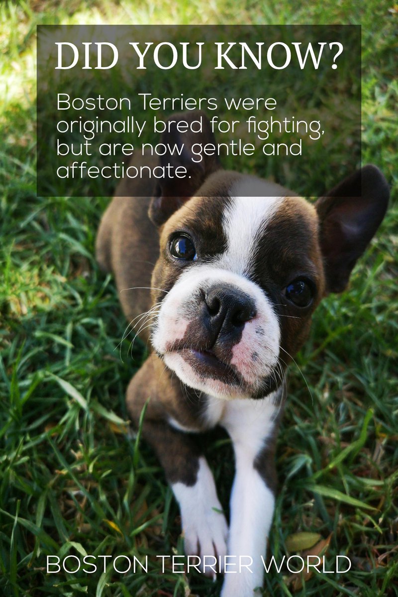 #bostonterrier #bostonterriers #breeds #dogs #gentle