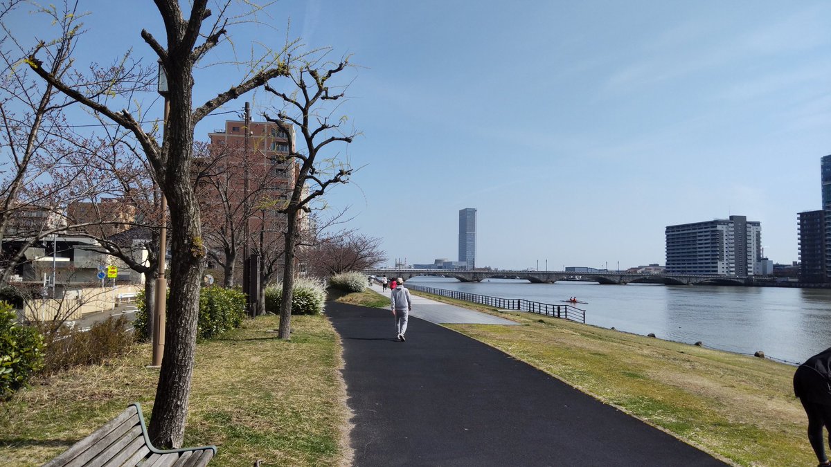 「新潟市、信濃川縁の桜、わずかに咲き始めてる。今日中に開花宣言出るかな? 」|高山瑞穂のイラスト