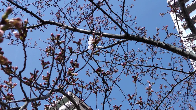 新潟市、信濃川縁の桜、わずかに咲き始めてる。今日中に開花宣言出るかな? 