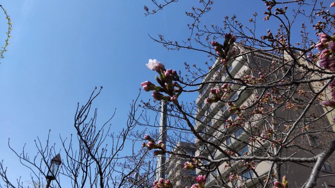 新潟市、信濃川縁の桜、わずかに咲き始めてる。今日中に開花宣言出るかな? 