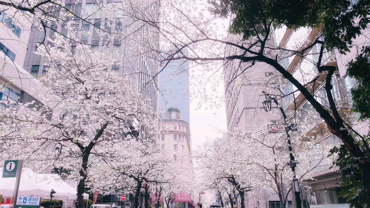 職場の近く桜満開🌸