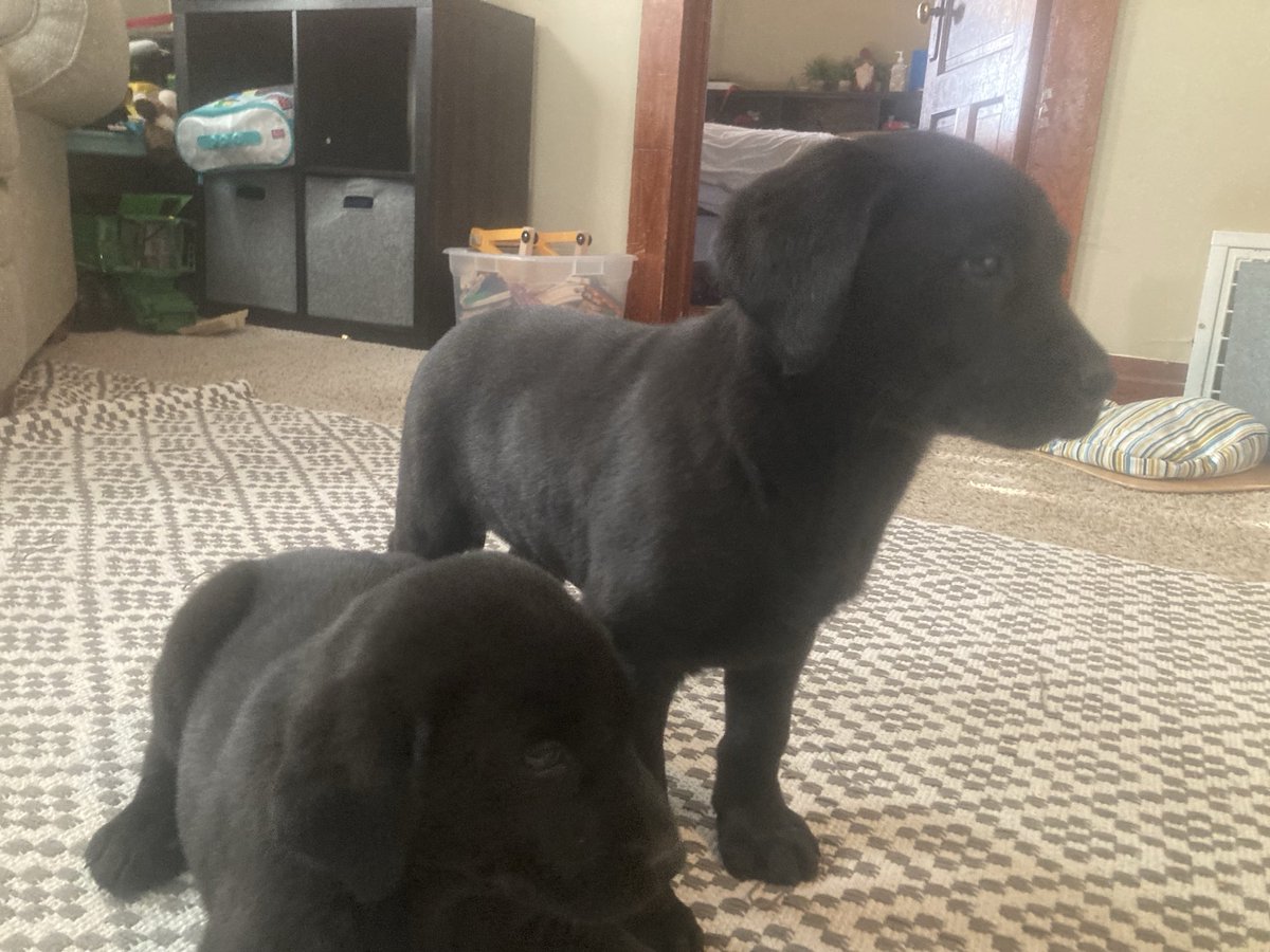 EWVanWeelden's tweet photo. Have 2 pups left if anyone is interested https://t.co/tMRAuB0K8g