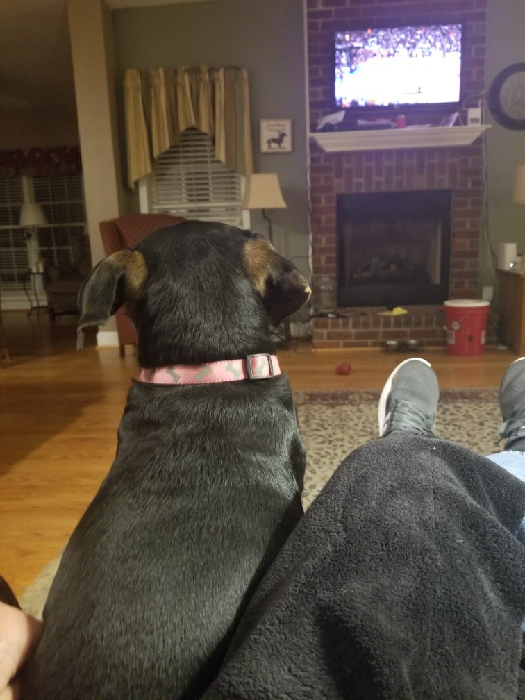 📸 from back home 
Even the pup is rooting for our gamecocks!!  #WBB #gamecocks