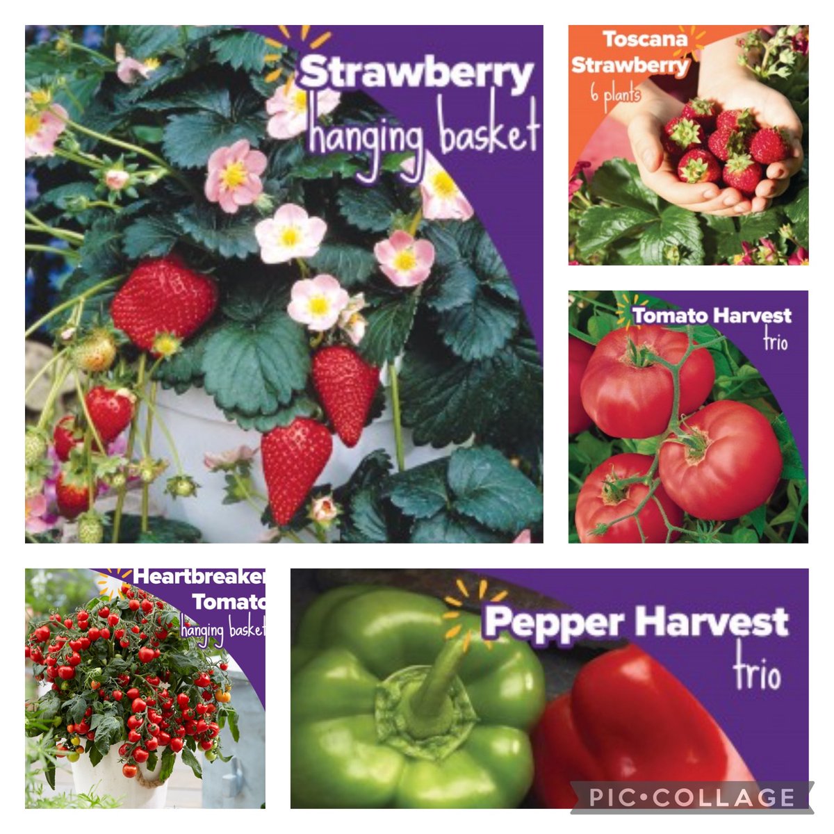 🍓🫑🍅 Want to try your hand at gardening and growing your own fruits and veggies? Checkout these delicious options! Setup your student’s shopping link at fundraiseit.org using Nord Middle School as the group! Nord Staff: use this link to order app.fundraiseit.org/shop.php?code=…