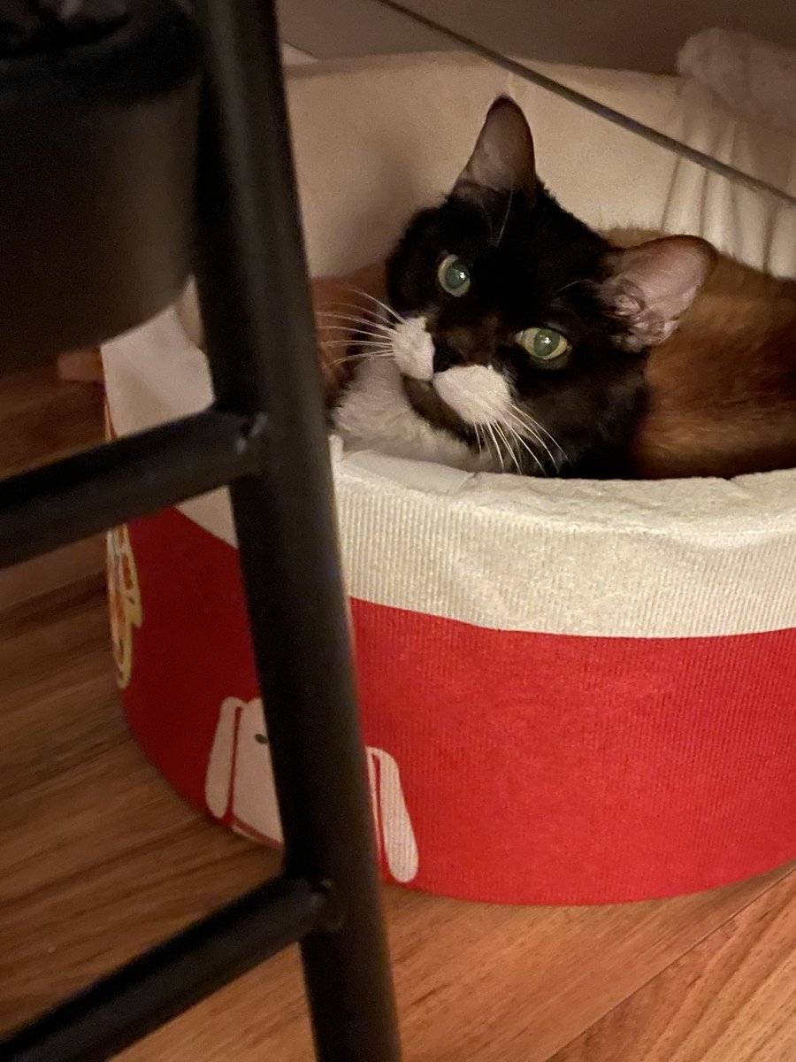 I finally figured it out!! Mommy just had to hide it. She found me in my ramen noodle bed from @happyandpolly I looooove it! I’m sleeping in it all the time now yay!!!! #charlichaptwc #catsoftiktok #kitty #fyp #catsofinstagram #Caturday #ilovemycat #cat #cats #fridayvibes #Friday