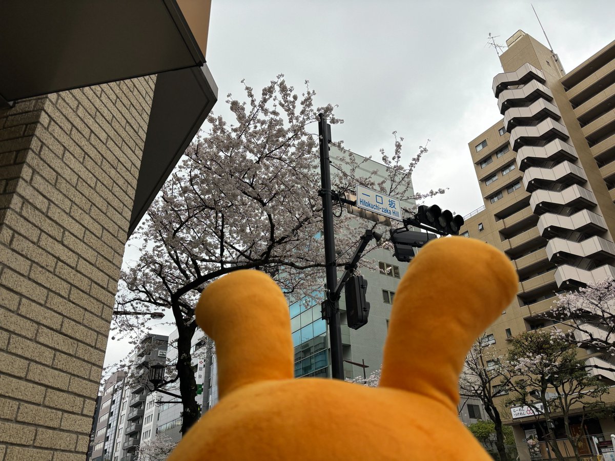 おはようございます🐰スッキリしない天気が続きますね… 一口坂の桜は満開のようです🌸🌸🌸 今日は土曜日、17時までの営業です🛒