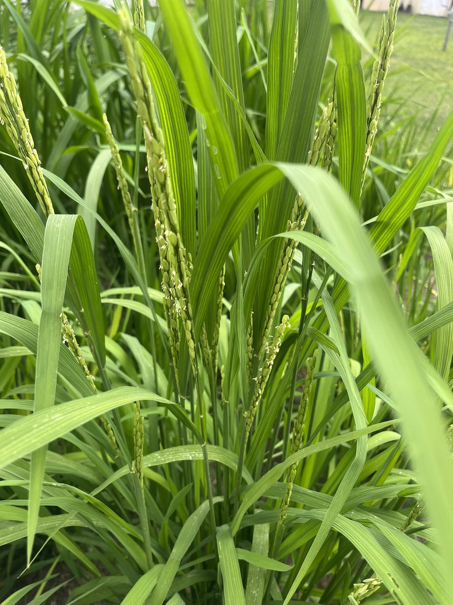 TroppoAgro's tweet photo. Bit of a hobby in the backyard, looking at different specialty rice germplasm for the ability to grow under rainfed aerobic conditions in FNQ https://t.co/FtZnDafevJ