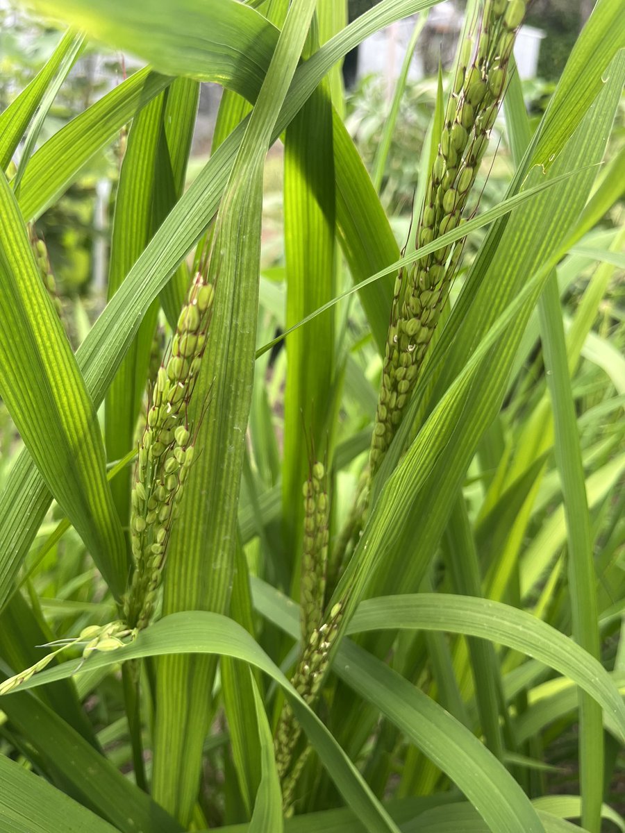 TroppoAgro's tweet photo. Bit of a hobby in the backyard, looking at different specialty rice germplasm for the ability to grow under rainfed aerobic conditions in FNQ https://t.co/FtZnDafevJ