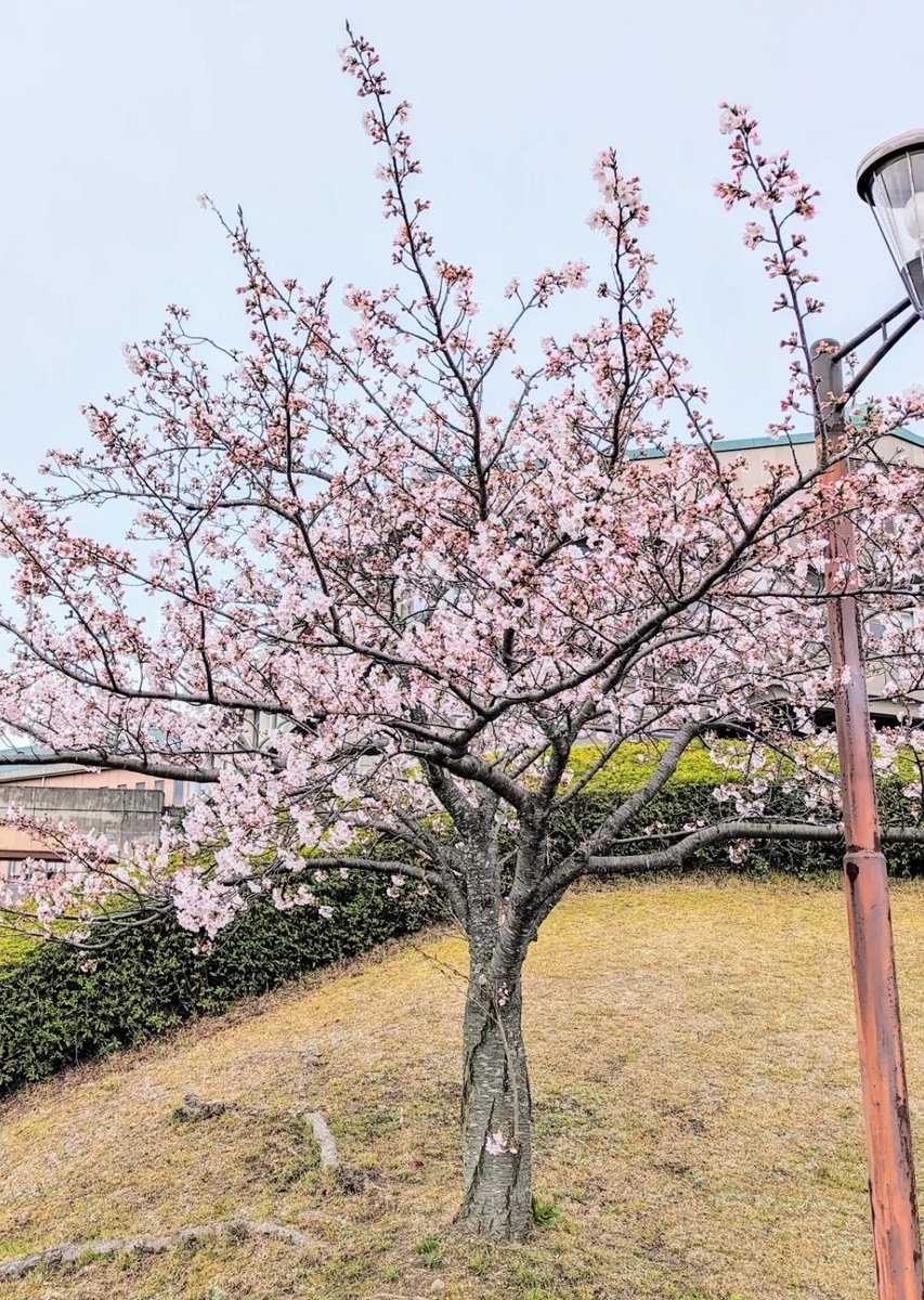 職場が山の上なので桜はやや遅めらしいです🌸 週明け出勤したころが楽しみですね。 #桜 #五分咲き #曇り空 #写真