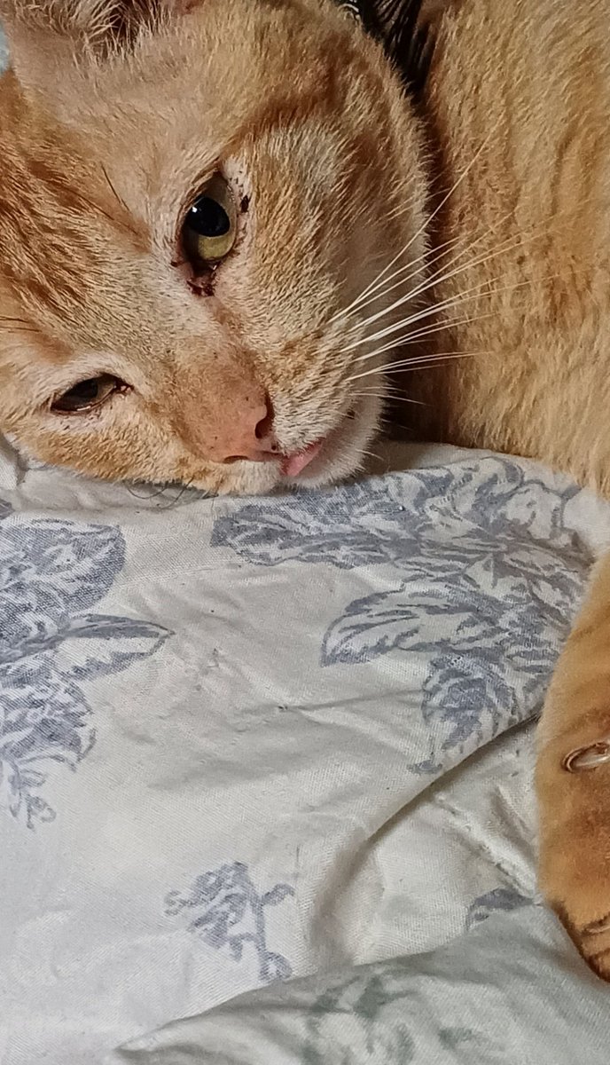 eguabeca's tweet photo. classifique seu pet
raça: gato laranja 
nome: batata
beleza: 10/10
inteligência: 10/10
raiva: 8/10
medo: de tudo, principalmente de gente 
apelido: batatudo, batatinha, tatá, bubu e pestinha
já mordeu alguém: só a mãe dele (eu) 😭
amo meu nenezito https://t.co/kObj40xkpu