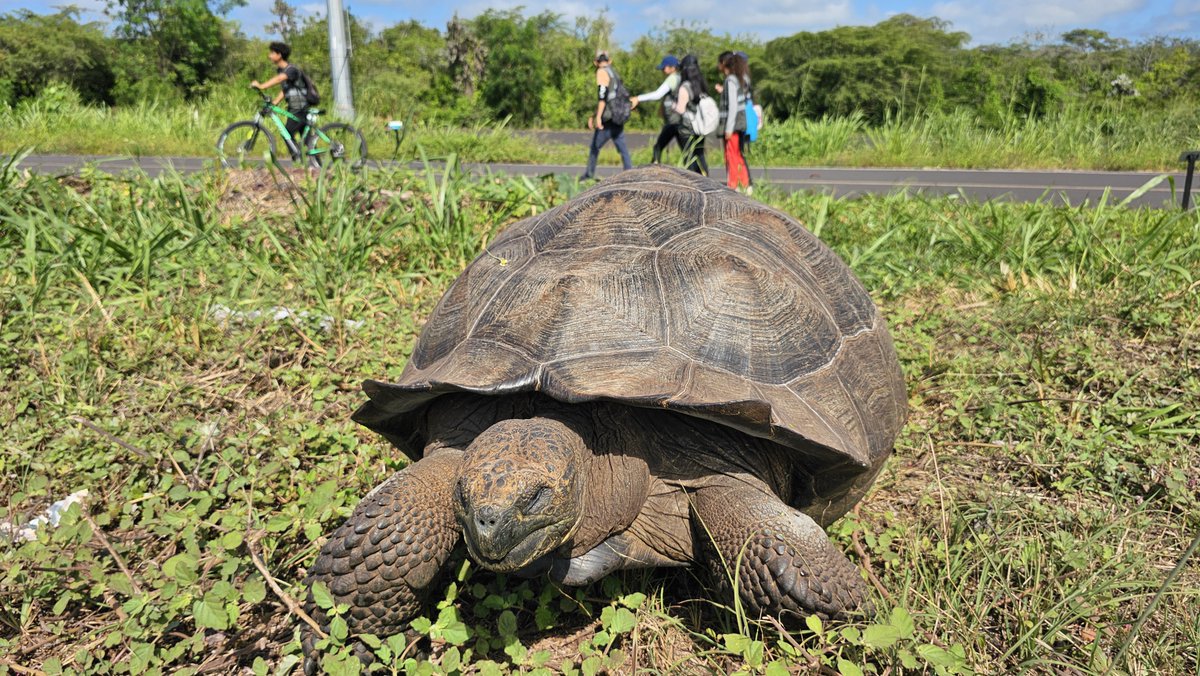 #Galápagos| El programa “Jóvenes protectores de especies emblemáticas” intervino la Av. Charles Darwin para incentivar a los conductores a adoptar pequeñas acciones que ayudan a conservar la fauna endémica de la isla como tortugas gigantes🐢, lobos🦭 e iguanas marinas🦎🌊. Los