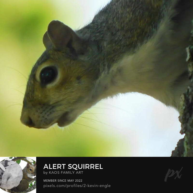The squirrels in my gallery are #HereToPlay: kaosfamilyart.pixels.com/featured/alert…

#wildlifephotography #wildlife  #twitternaturecommunity #buyart #photography #NaturePhotography #nature #BuyIntoArt #NaturePhotographer #AYearForArt #wildlife #FillThatEmptyWall #photograher