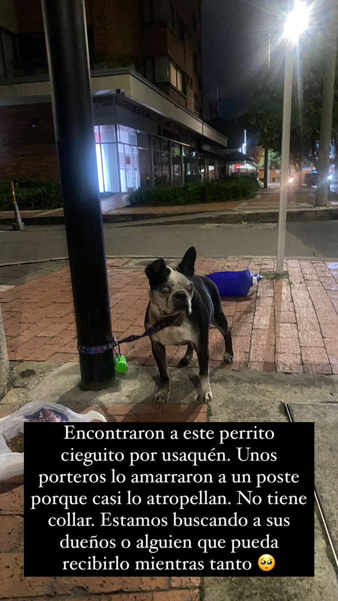 Gente en Bogotá: este perrito ciego apareció por Usaquén. Están buscando a sus dueños. Una vecina está pendiente de él.