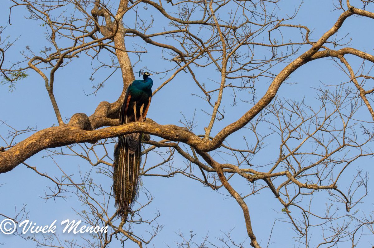 After a few days of break after my marathon A-Z series ( I hope you think I deserved it) am starting back up with some common Indian birds. First the National Bird of the country, the Indian or Blue Peafowl, an unquestionable eye-catcher, head-turner and a prima donna. @IndiAves