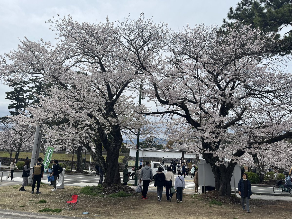rascalmikawa's tweet photo. 本日4枚目と5枚目をゲット〜
小田原城の桜満開でした🌸
#国道ステッカー
#R255
#R271
#小田原観光交流センター
#小田原城
#桜 https://t.co/X22UZwA9uw