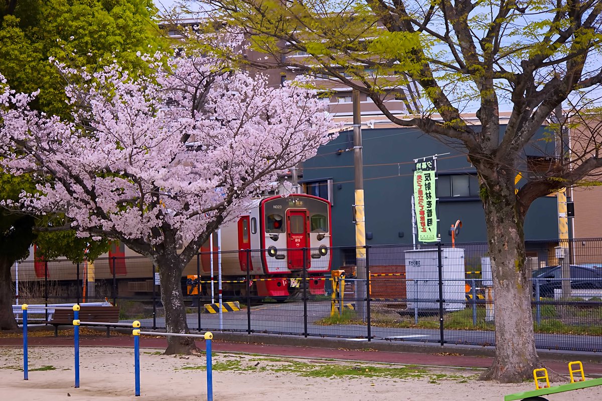 2024.03.30 SAT
菅原公園(熊本市中央区)

#ファインダー越しの私の世界ᅠ #キリトリセカイ #写真の奏でる私の世界 #kumamotofinder #熊本ファインダー #熊本カメラ部 #カメラ初心者 #熊本市 #熊本 #桜 #さくら