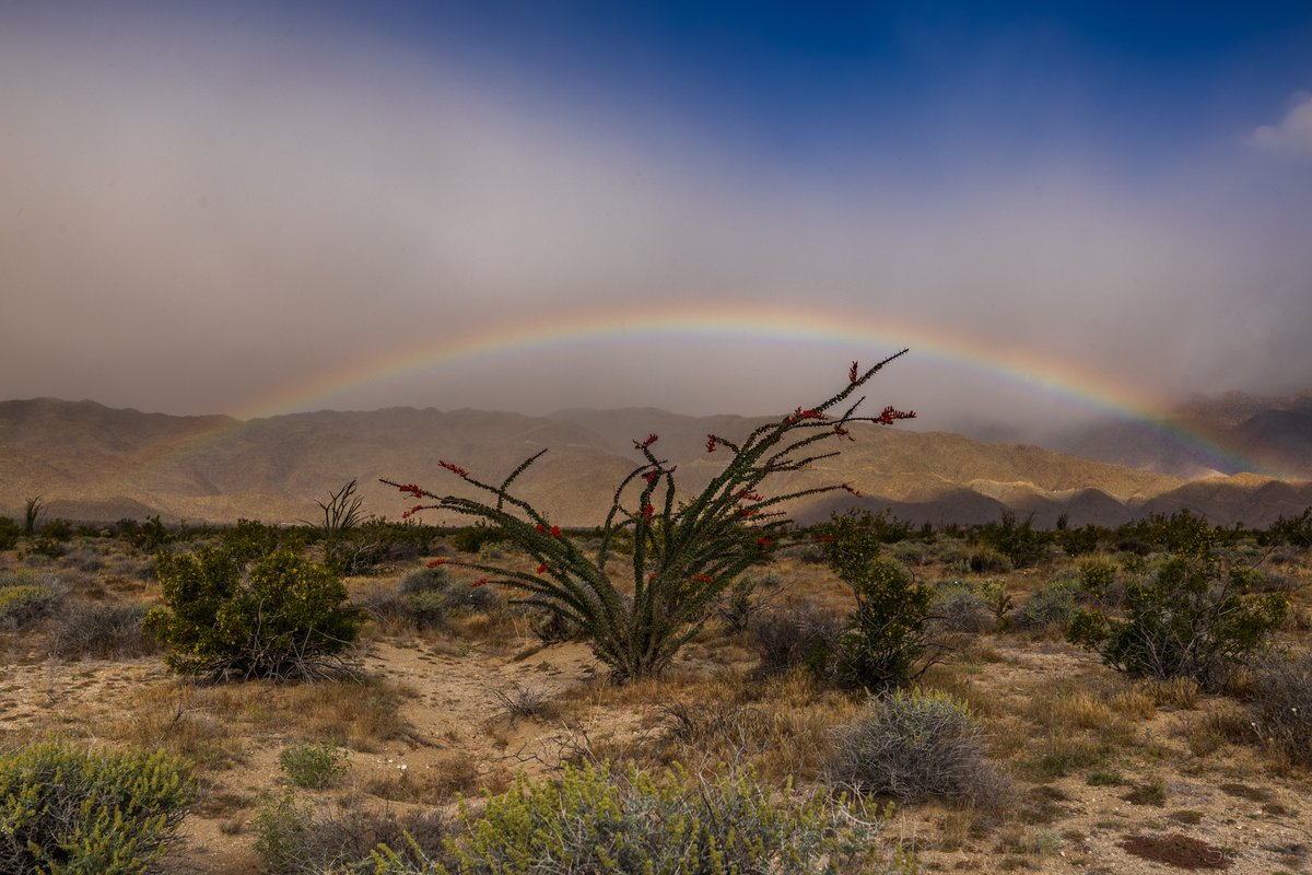 Another low rainbow scene over a small flowering ocotillo (Photo: Sicco Rood).