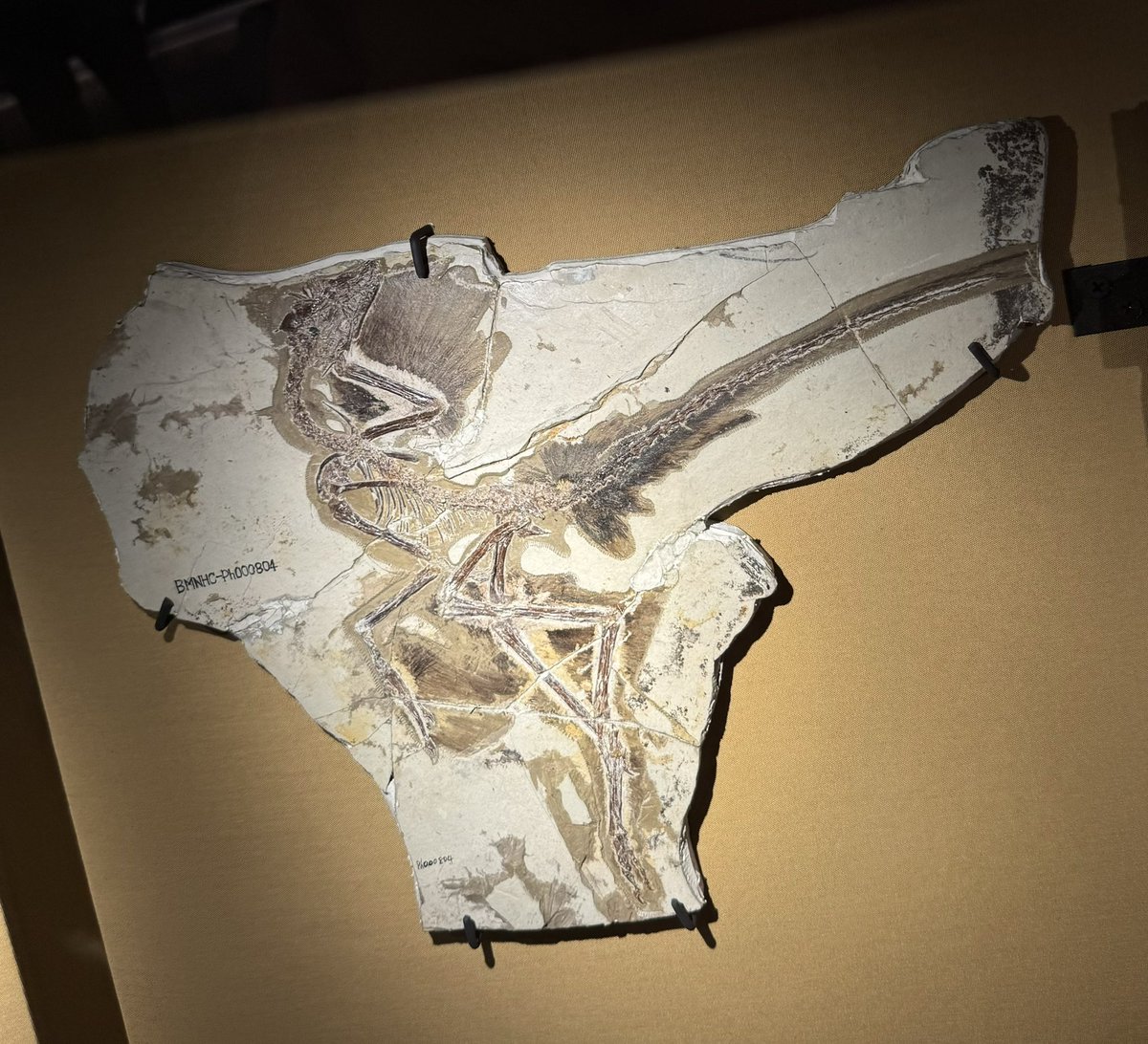 PalaeoPittman's tweet photo. Stopped by #HKScienceMuseum to study early bird & feathered dinosaur fossils before they returned to Beijing. π¦
π¦ Brought the family along π¨βπ©βπ§βπ§ #kidsatwork @CUHKScience @CUHKofficial #FossilFriday #NMNH https://t.co/HL4mo8U296