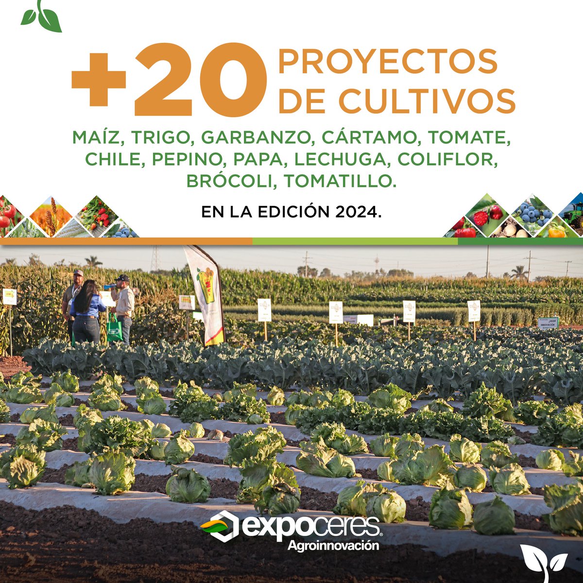 El campo es el corazón de nuestro evento.  🍅🌽🌾
¿Visitaste alguno de los proyectos expuestos? ¿Cuál fue tu favorito? 💚

#Expoceres #GrupoCeres #Agricultura #Campo #maíz #trigo #garbanzo #cártamo #tomate #chile #pepino #papa #lechuga #coliflor #brócoli #tomatillo