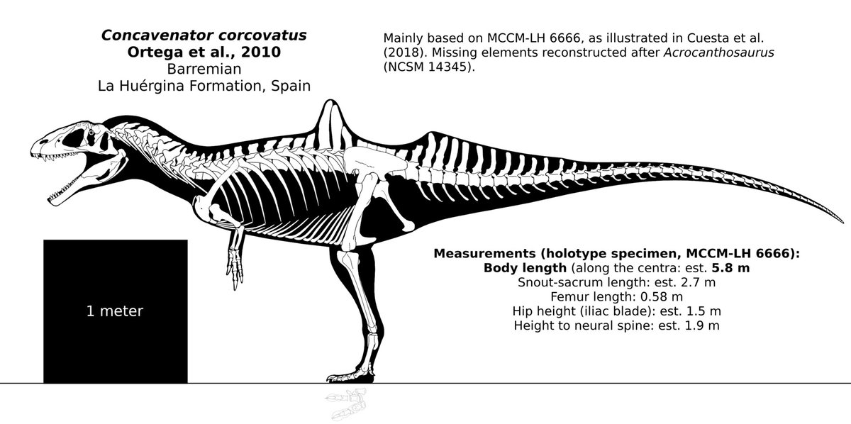 What the hell are we supposed to do with this thing? We must be missing some fossil material here, right? Or maybe the individual had a bone disease?

Have you ever seen a reconstruction of Concavenator that made it look like a real animal and not a swaybacked mutant?