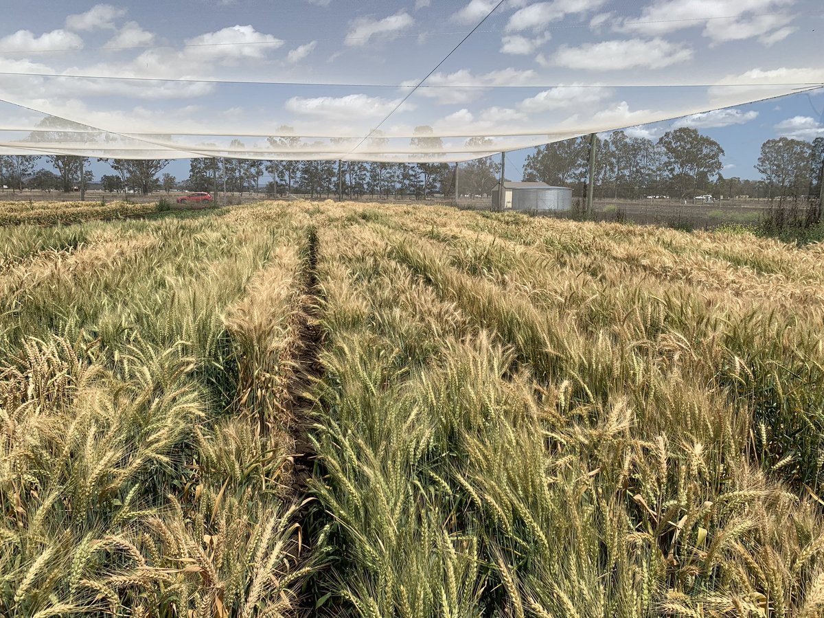 We are seeking a domestic PhD student interested in studying physiological traits and improve wheat yield in changing environments in collaboration with @agtbreeding RTP scholarship and an industry top-up scholarship available! Apply by 21st April study.uq.edu.au/study-options/…
