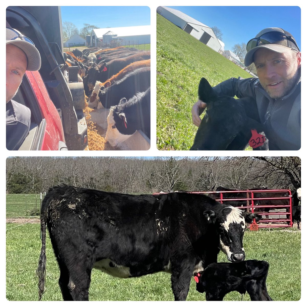 Not a bad morning on the farm. 321 is just about the last of the heifers to calve this spring. @MOCATTLEMENS @MoCattle Day ended at Little League… all throwing and catching, no pics!!