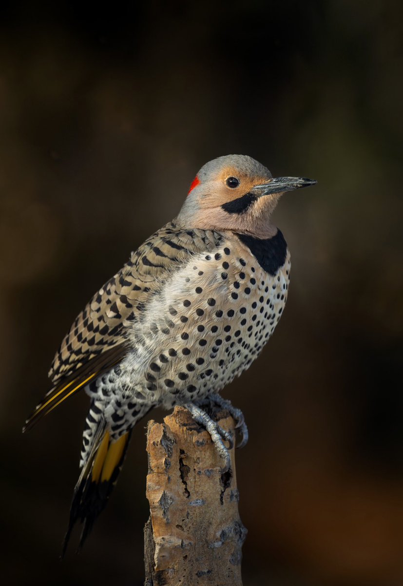 This male northern flicker has been around the area for a few weeks now, but he’s very wary and usually stays hidden in the branches. But sometimes he just needs to perch in the open and show off those spots!🪶