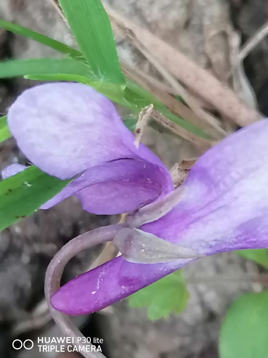 Finding this Woodland beauty along the Offa's Dyke Path Chepstow on 8th March is a fair indicator of Early Dog-violet, usually three weeks ahead of Common variety, although deep Violet unnotched spur is an added help. @BSBIbotany @wildflower_hour #wildflowerhour #violetchallenge