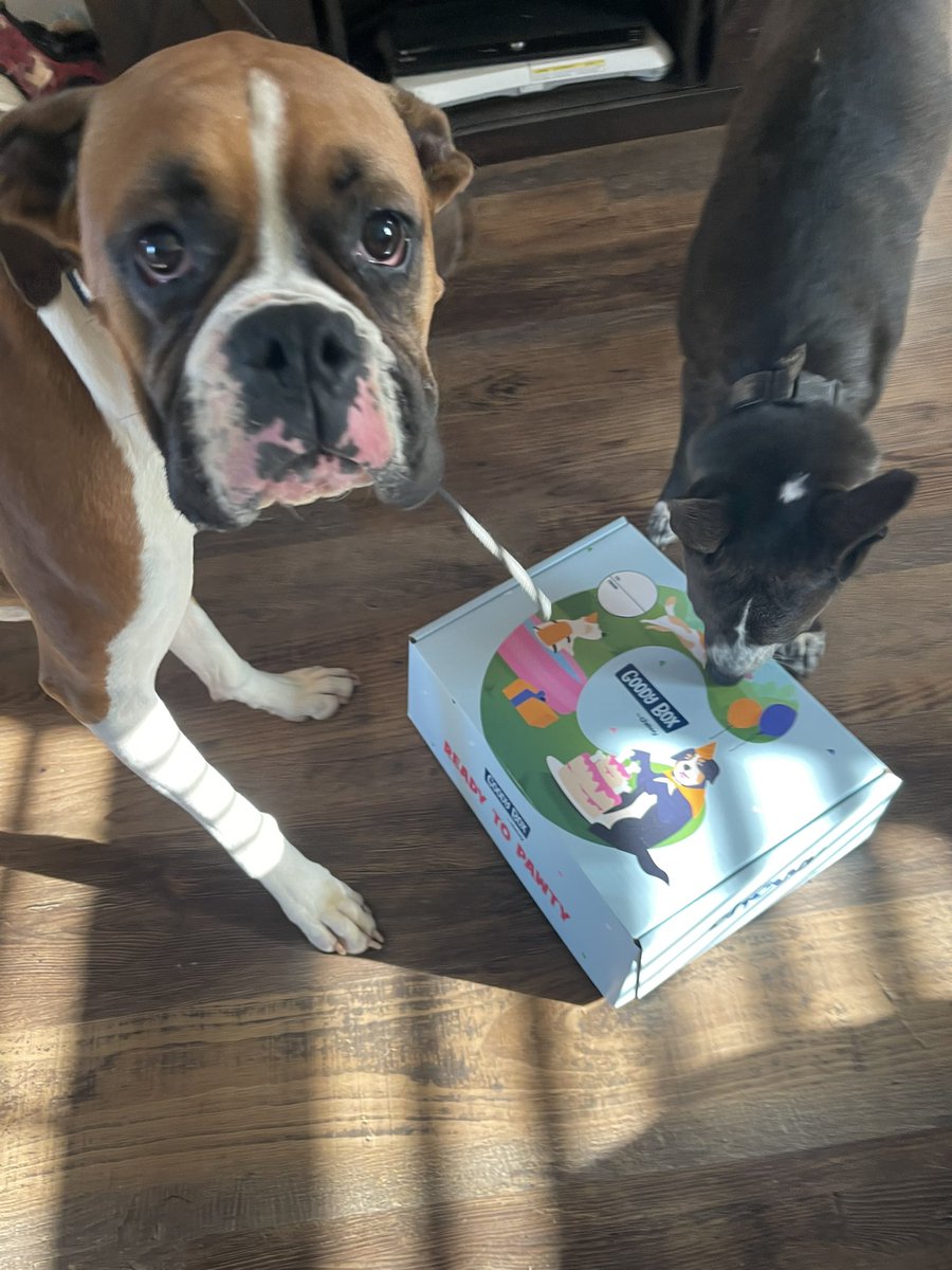 SavSamSunflower's tweet photo. Birthday boxes for the best girl! She had a great b day & they are playing/fighting with the new toys now. #LunaTheBoxer ๐๐ https://t.co/Atw9PN3mPi