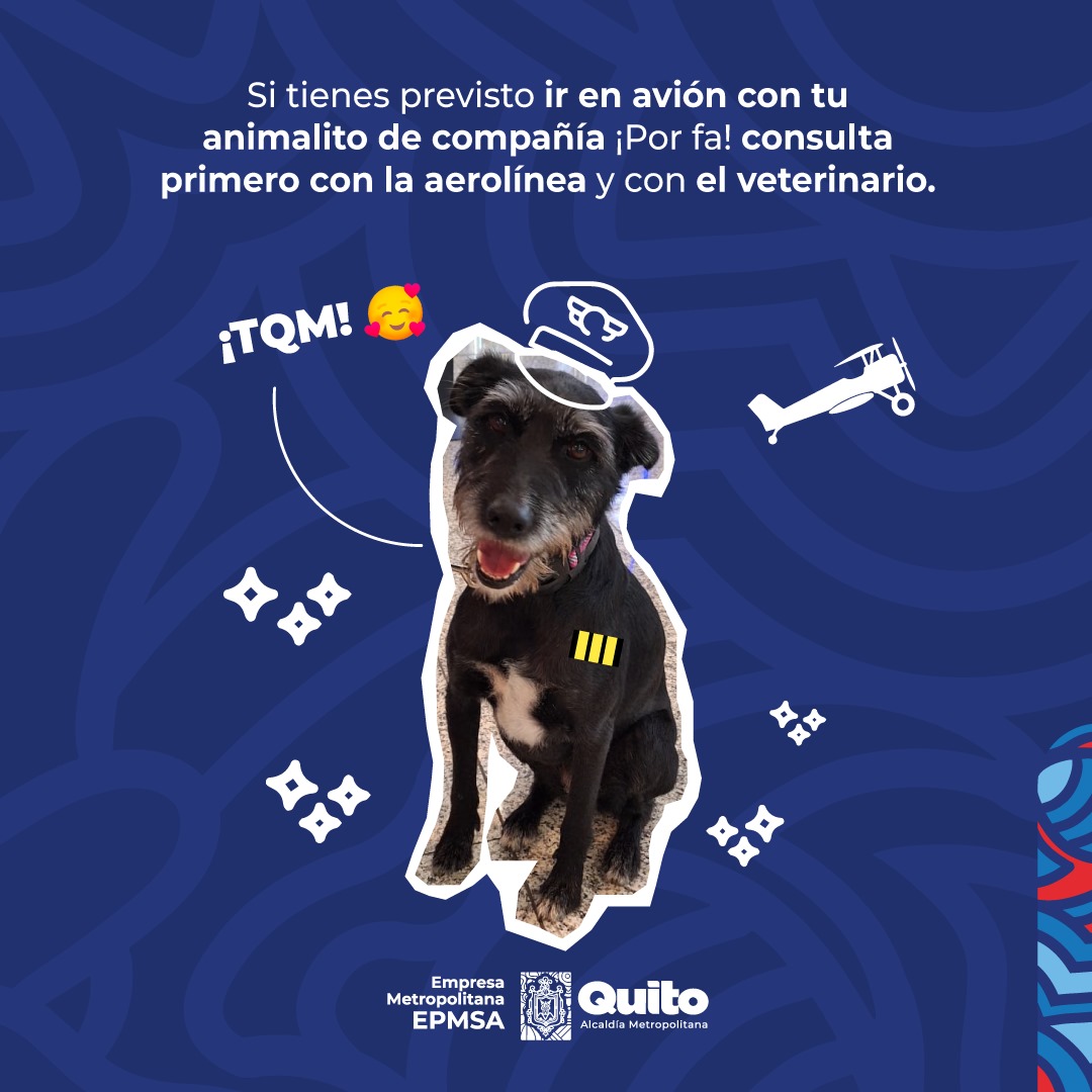 ✈️🦮 #AnimalitosEnElAeropuerto | Nuestra querida amiga canina 'Bicha Morocha' se vino volando al @aeropuertouio para darnos un gran #ConsejoDeViernes.

¡Toma nota! 🫶

Con amor a nuestros animales de compañía y desde el #AeropuertoDeQuito: #QuitoRenace

#AeropuertoDeHistorias
