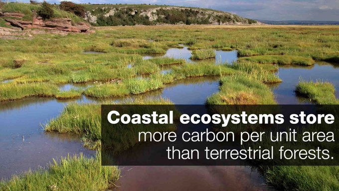 As long-term carbon sinks, coastal ecosystems play a big role in tackling #climate change.

#bluecarbon via @IUCN