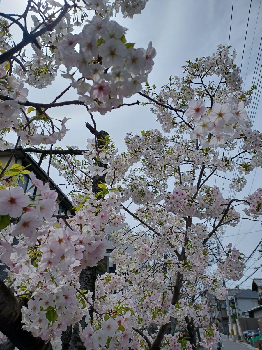 まじめデンキです！
桜綺麗ですね～🌸
今日はV2Xと外構のお客さんと打合せです☺️