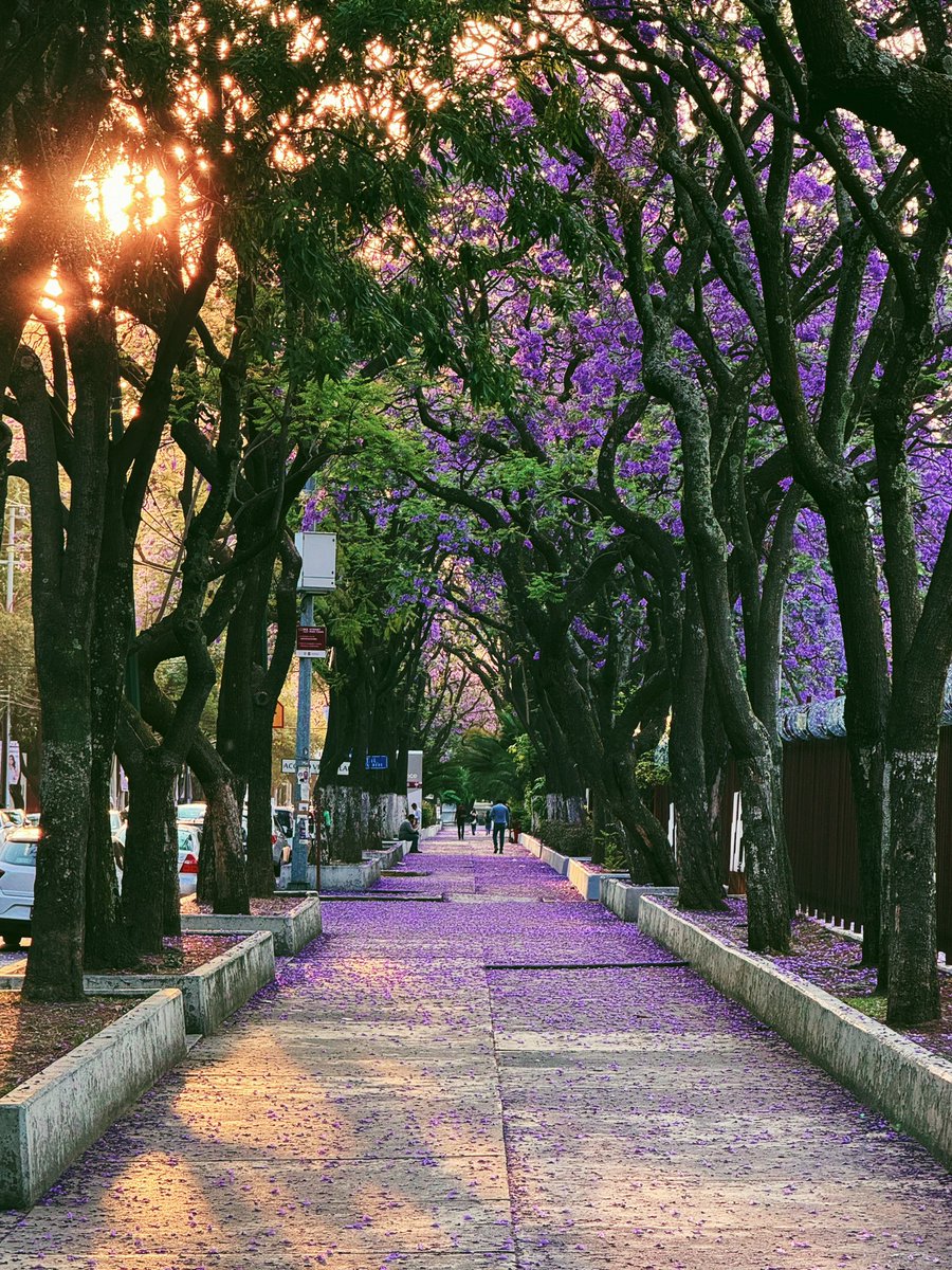 Allcardenas1936's tweet photo. Primavera en el @IPN_MX ❤️ https://t.co/T2tCPEC27H