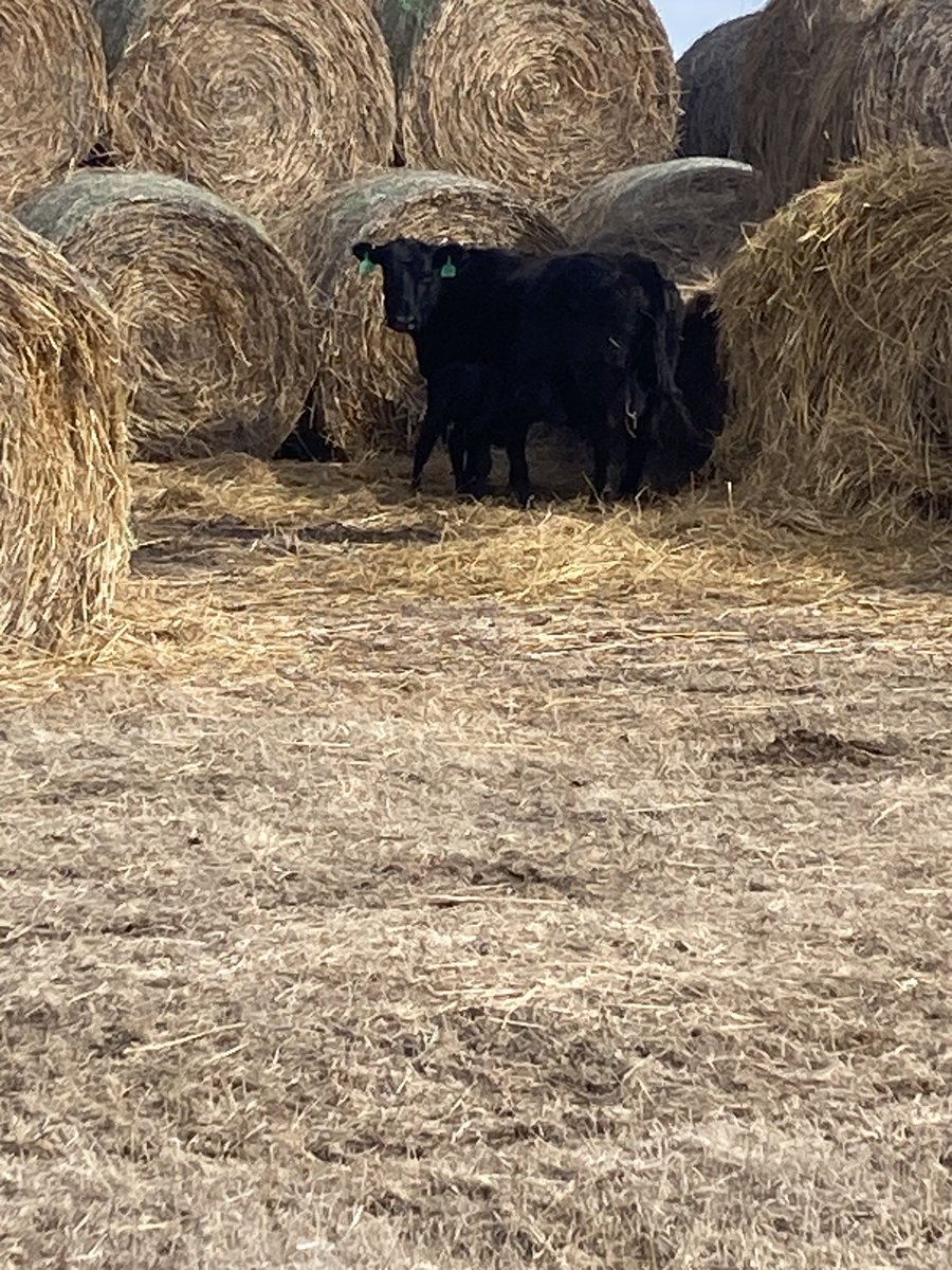 Snuck out the gate on me while I was feeding. At least she found a good place to have her calf.