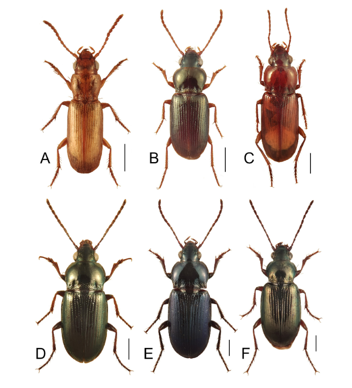 #LiteratureNotice Muñoz-Santiago & Ortuño. Revision of the tribe Pogonini (#Coleoptera, #Carabidae, Trechinae) from the Ibero-Balearic region. doi.org/10.5852/ejt.20… #Beetle #Beetles #GroundBeetles #Taxonomy #Faunistics