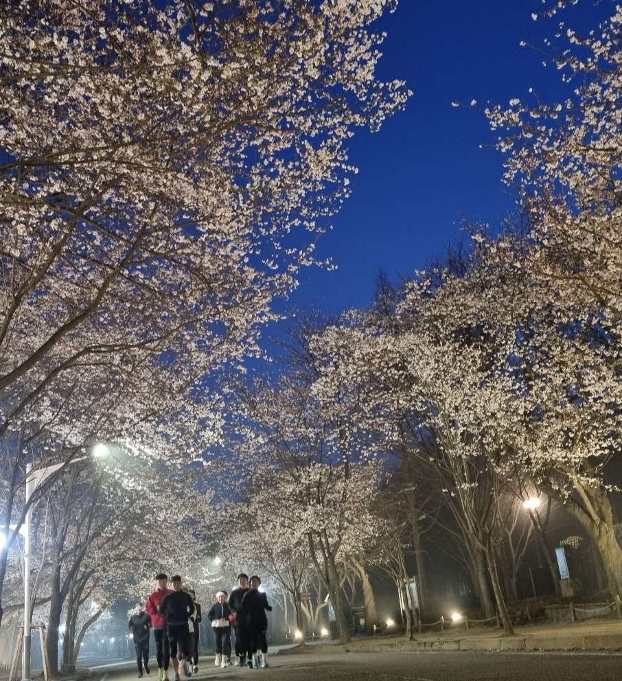 인천 대공원 새벽 벚꽃 마라톤 추천 합니다. 5시에 나가면 아무도 없어서 벚꽃길 전체를 전세 낸 기분을 느낄 수 있어요!