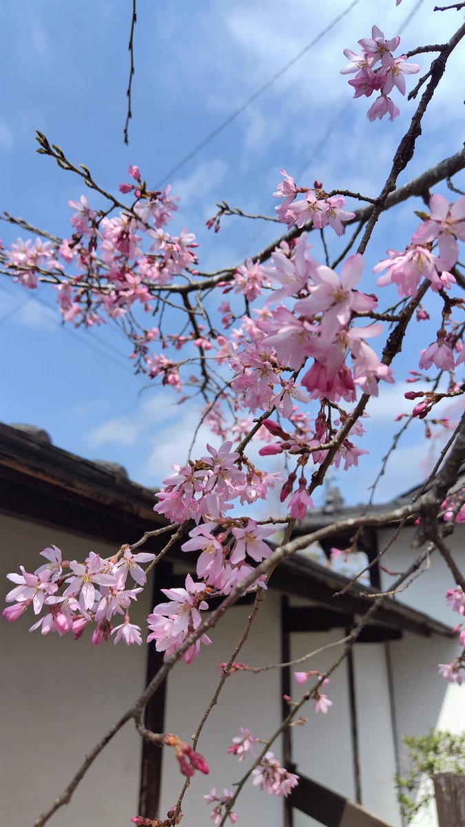 ①②は武家屋敷通りの枝垂れ桜🌸
もう、満開ですね🌸
③こちらは、春蘭亭です🌸
#登米町 #桜状況 #登米市 #みやぎの明治村 #桜2024 #桜