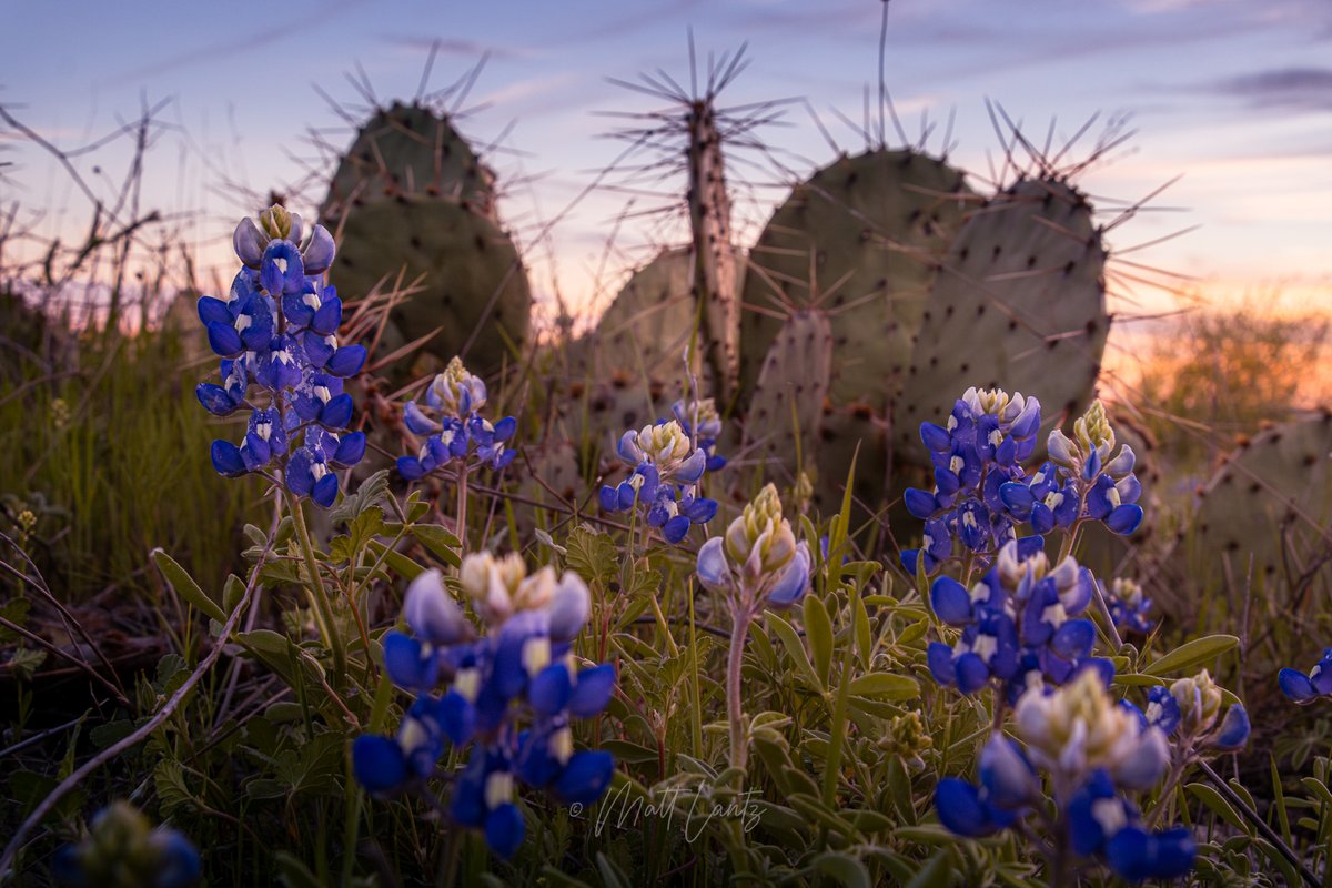 Bluebonnets with backup. #ParkerCounty #Texas #bluebonnets #wildflowers